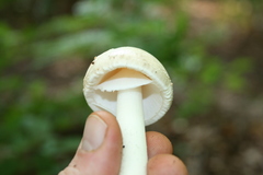 Amanita aestivalis