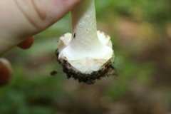 Amanita aestivalis
