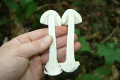 Amanita aestivalis