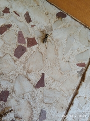 Menemerus semilimbatus