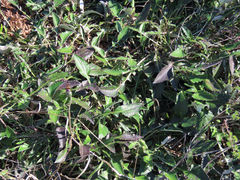 Haplocarpha lyrata