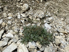 Artemisia lagocephala