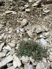 Artemisia lagocephala