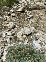 Artemisia lagocephala