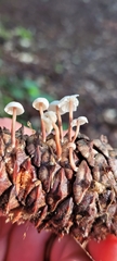 Baeospora