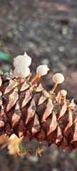 Baeospora