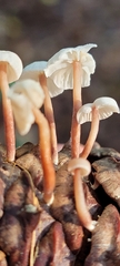 Baeospora
