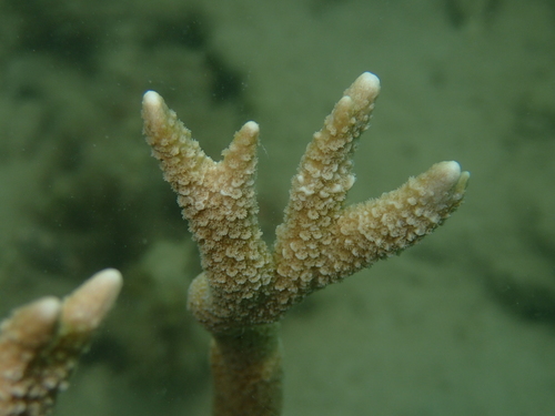 Montipora altasepta