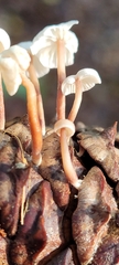 Baeospora