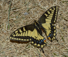 Papilio machaon dodi