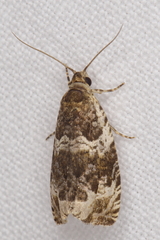 Olethreutes versicolorana