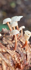Baeospora