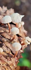Baeospora