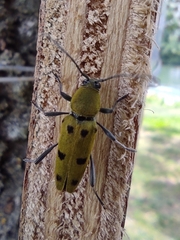 Chlorophorus glabromaculatus