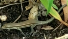Podarcis muralis