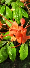 Rhododendron prunifolium