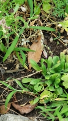 Podarcis muralis