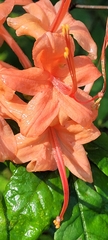 Rhododendron prunifolium