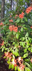 Rhododendron prunifolium