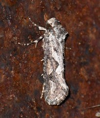 Acrolophus variabilis