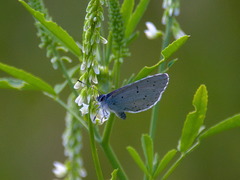 Celastrina argiolus