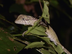 Malayodracon robinsonii