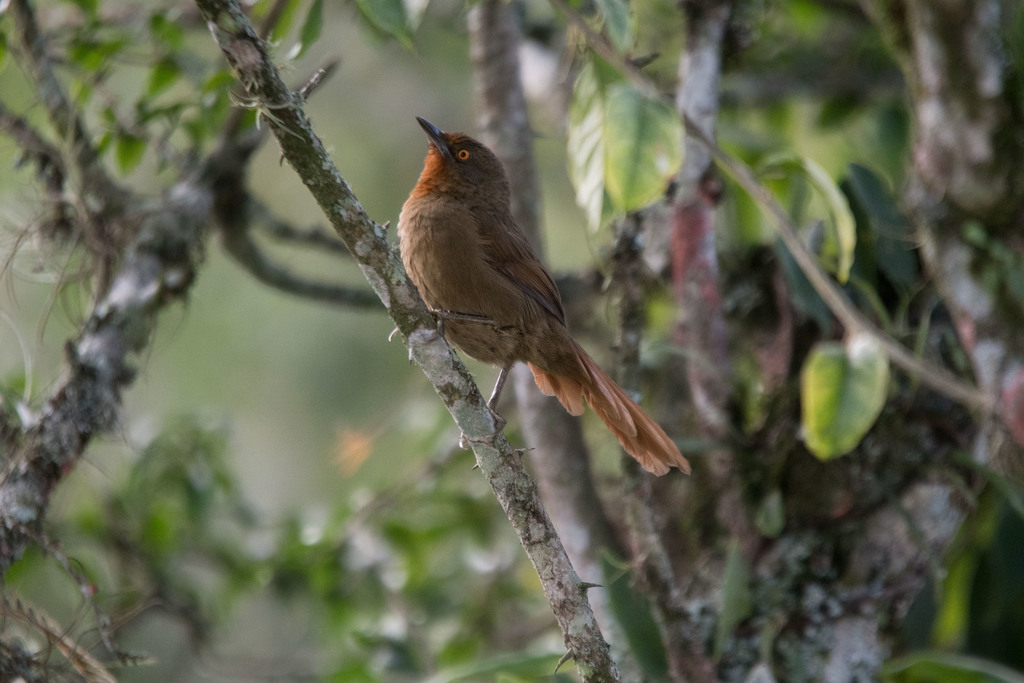 Orange-eyed Thornbird (Phacellodomus erythrophthalmus) photo