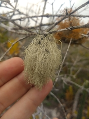 Ramalina sorediosa
