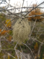 Ramalina sorediosa