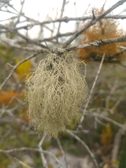 Ramalina sorediosa