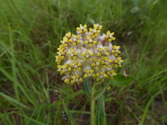 Asclepias albens