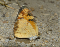 Phyciodes tharos orantain