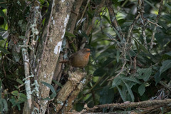 Phacellodomus erythrophthalmus