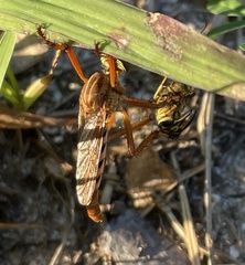 Diogmites angustipennis