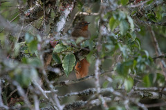 Phacellodomus erythrophthalmus