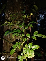 Solanum appendiculatum