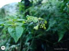 Solanum appendiculatum