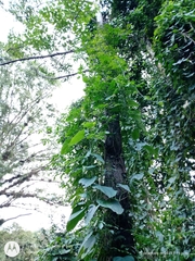 Solanum appendiculatum