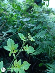Solanum appendiculatum