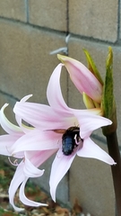 Xylocopa sonorina