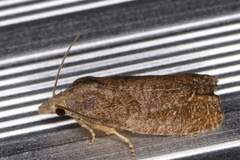 Eucosma sombreana