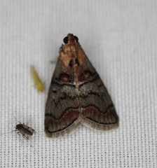 Pococera maritimalis