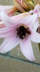 Xylocopa sonorina