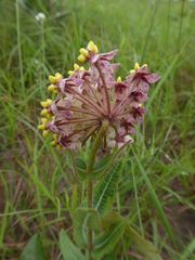 Asclepias albens