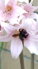 Xylocopa sonorina