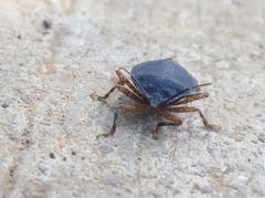Discocephalinae