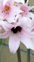 Xylocopa sonorina