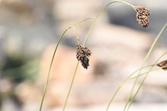 Carex chalciolepis