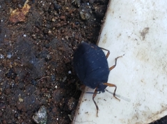 Discocephalinae