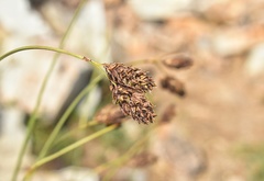 Carex chalciolepis